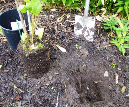 Blackcurrant next to planting hole, ready to be planted